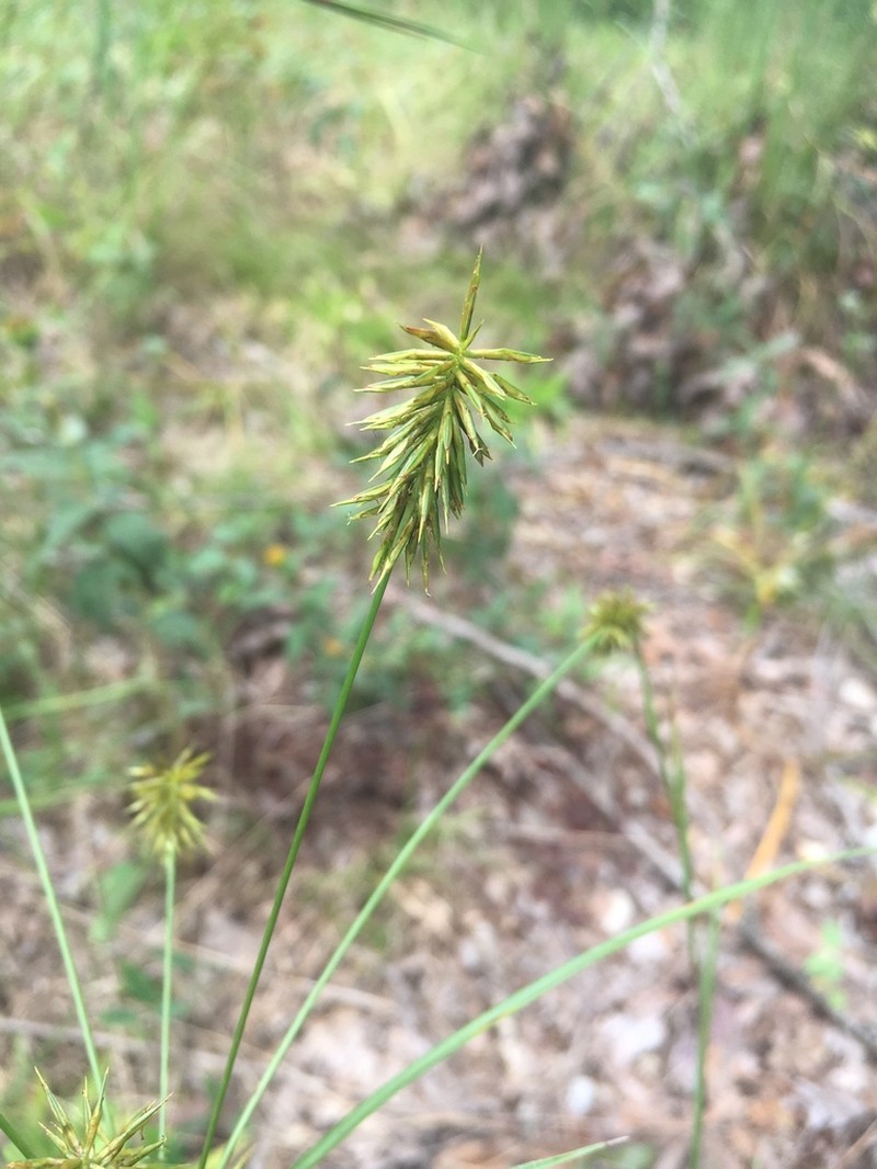 Rough Flatsedge photo 7