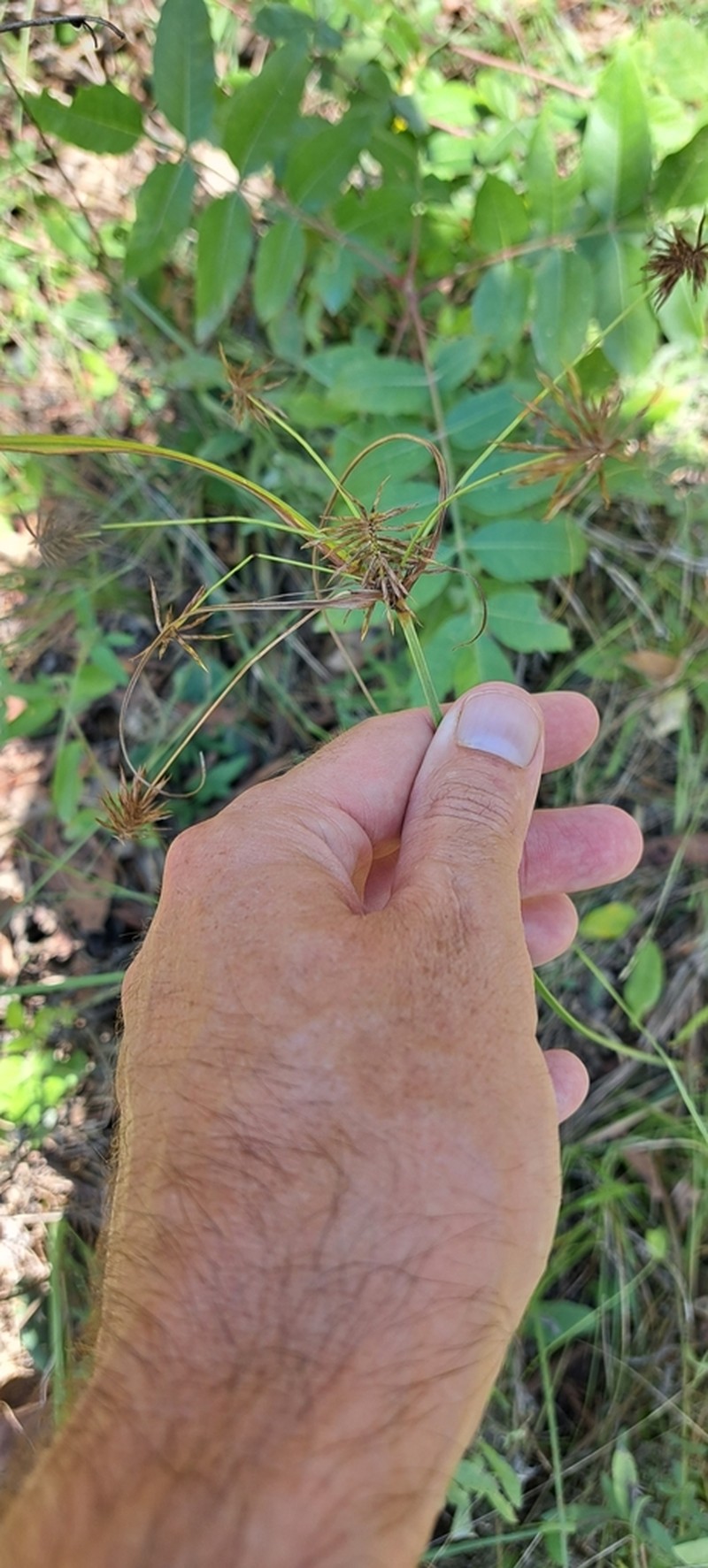 Rough Flatsedge photo 8