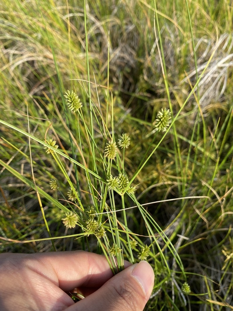 Pine Barren Flatsedge