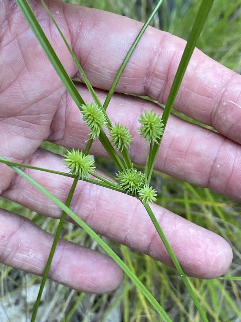 Pine Barren Flatsedge photo 2