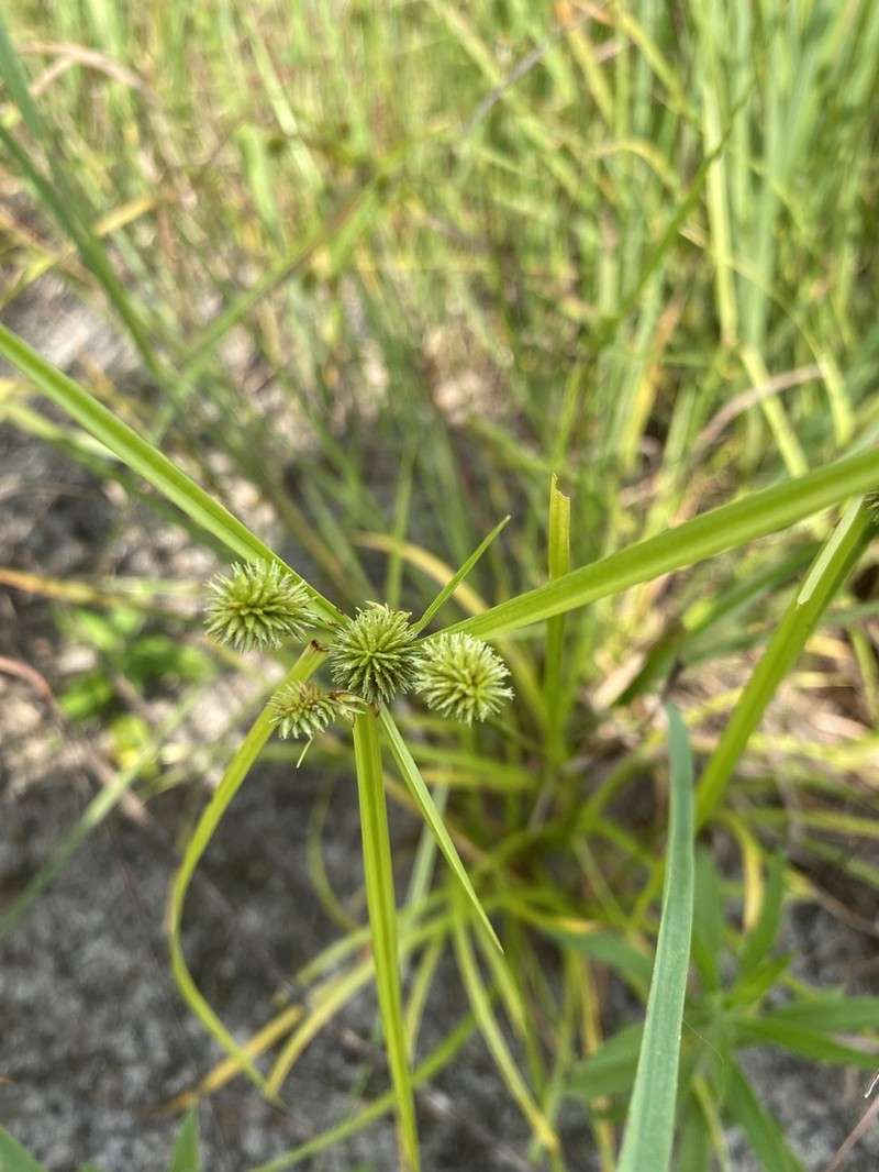 Pine Barren Flatsedge photo 3