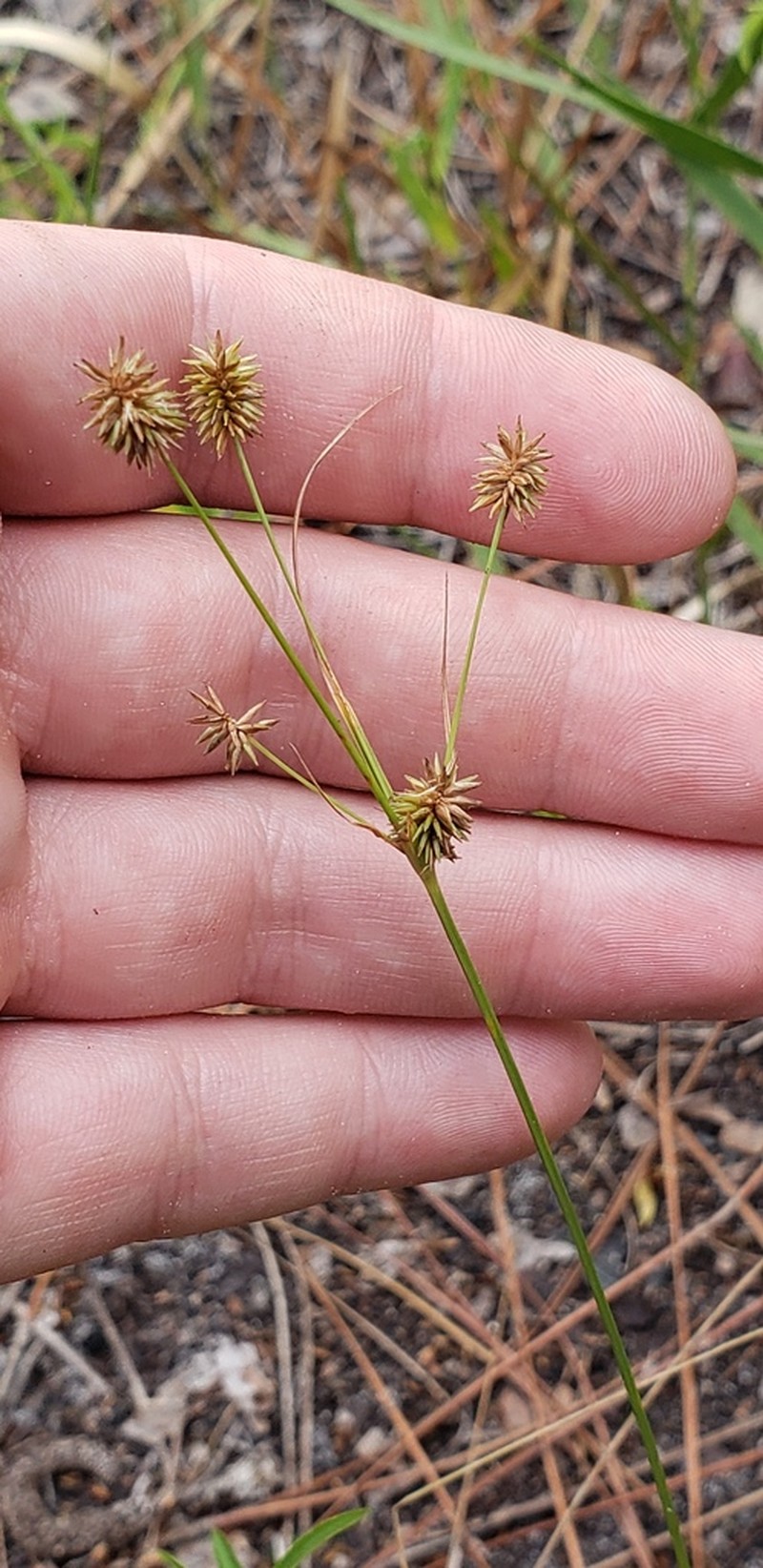 Pine Barren Flatsedge photo 4