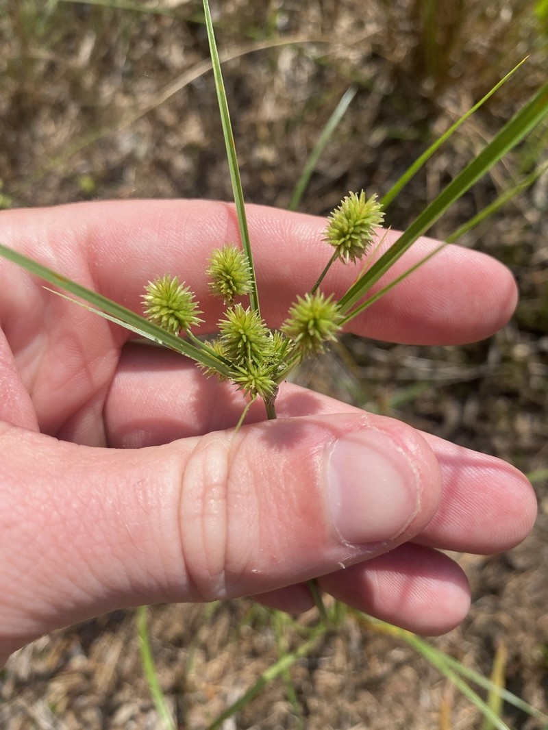 Pine Barren Flatsedge photo 5