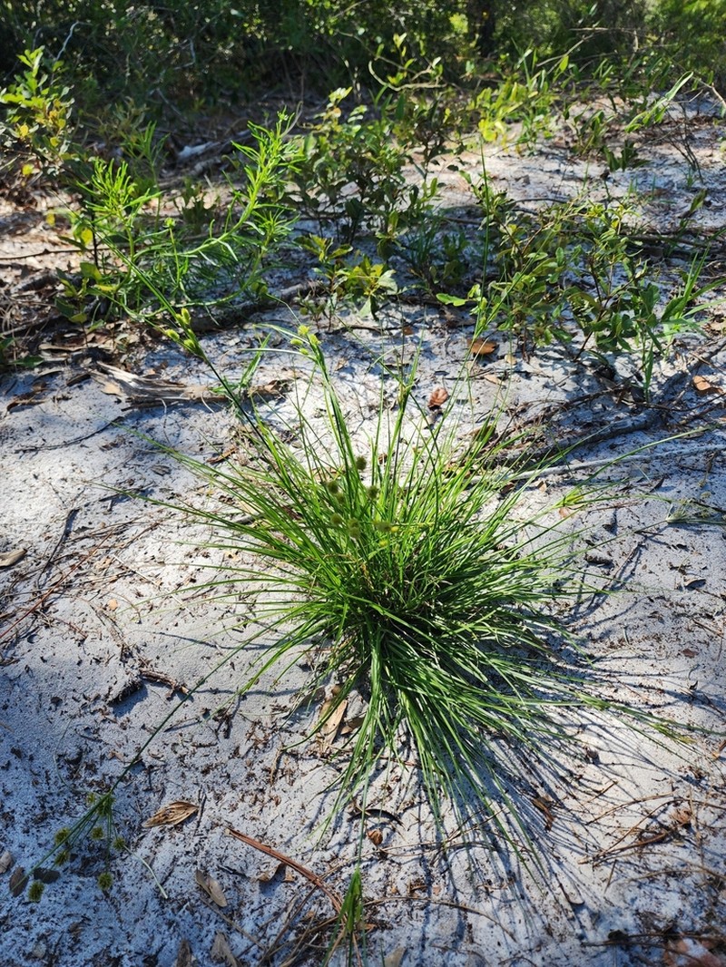 Pine Barren Flatsedge photo 6