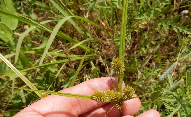 Pine Barren Flatsedge photo 7