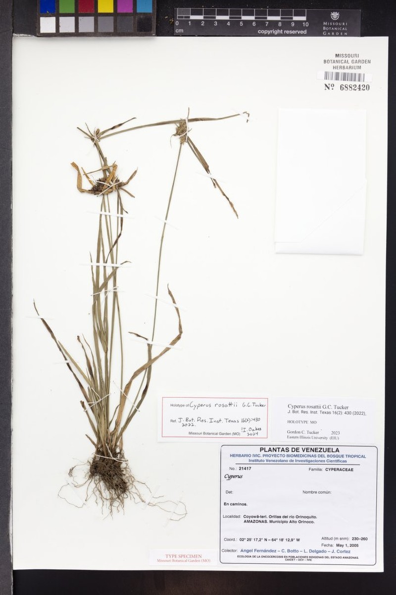 Cyperus rosattii