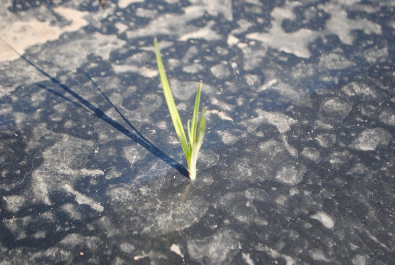 Nutgrass photo 3