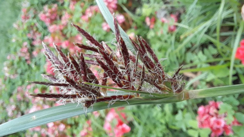 Nutgrass photo 2