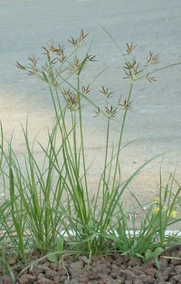 Nutgrass