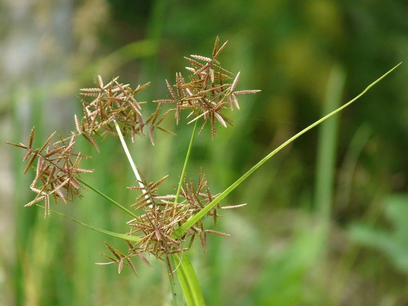 Nutgrass photo 4