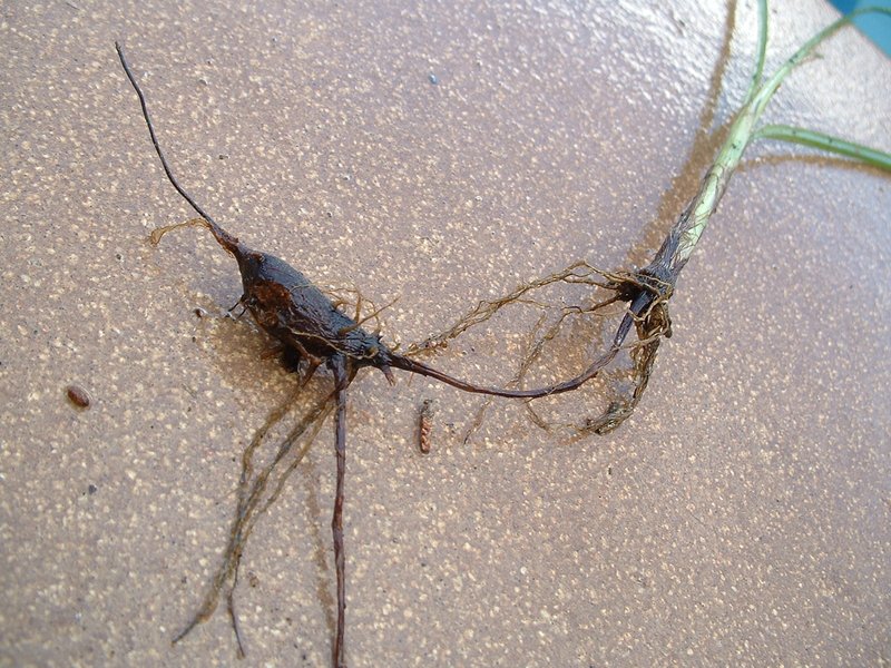 Nutgrass photo 5