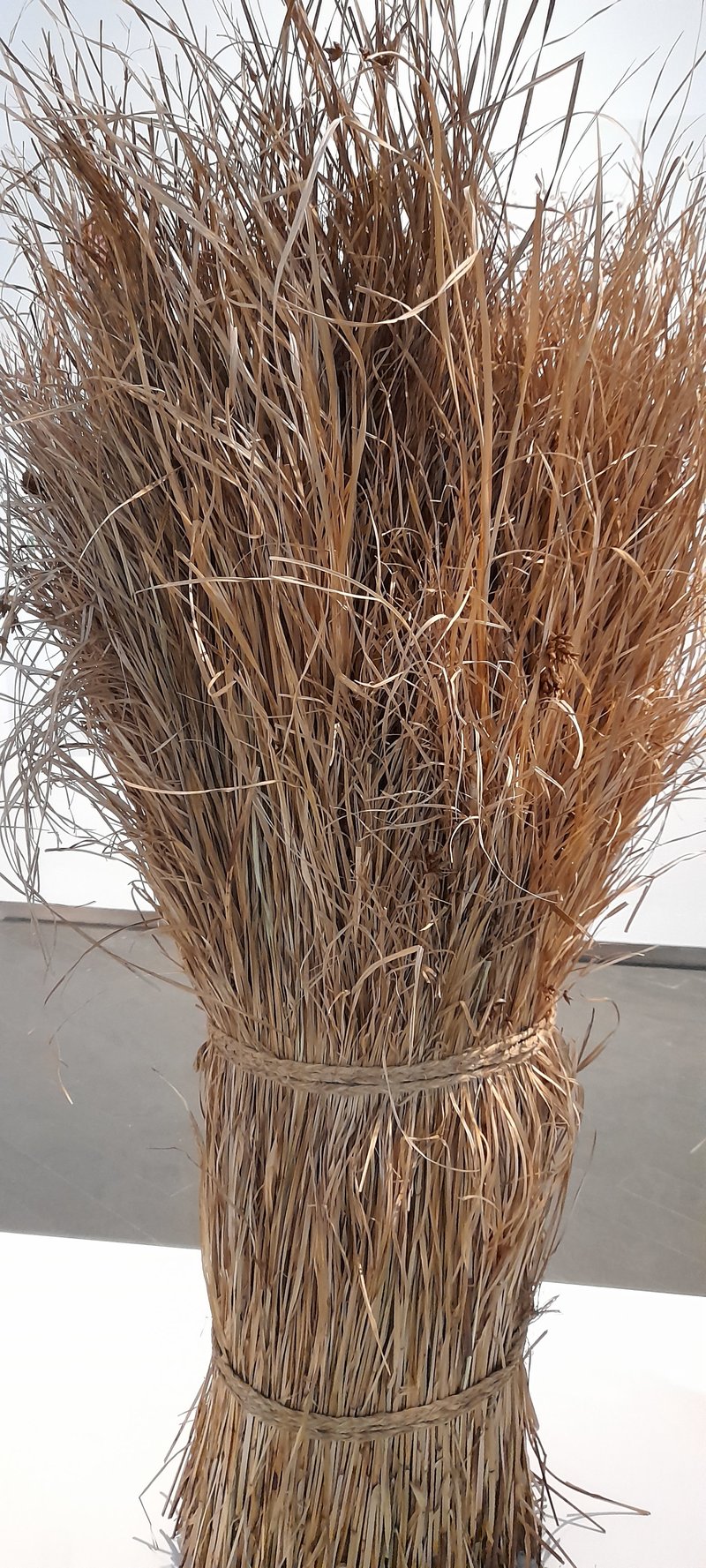Nutgrass photo 6