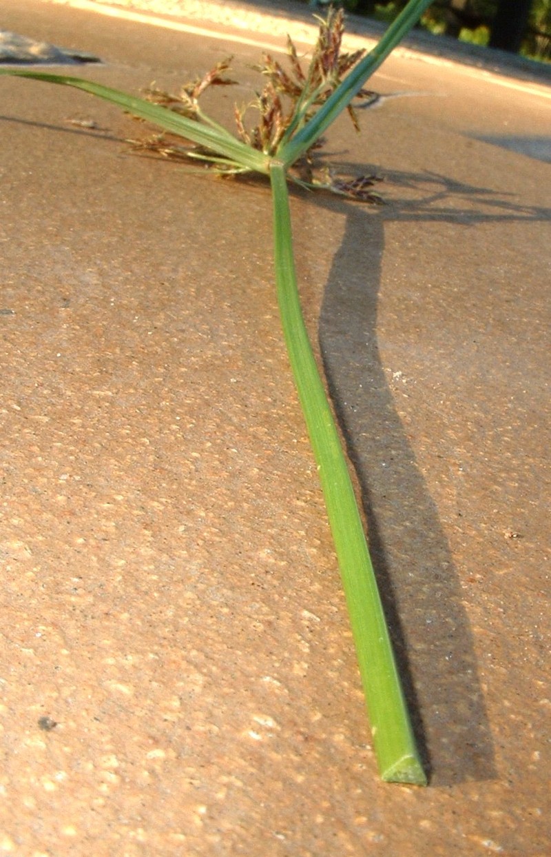 Nutgrass photo 7
