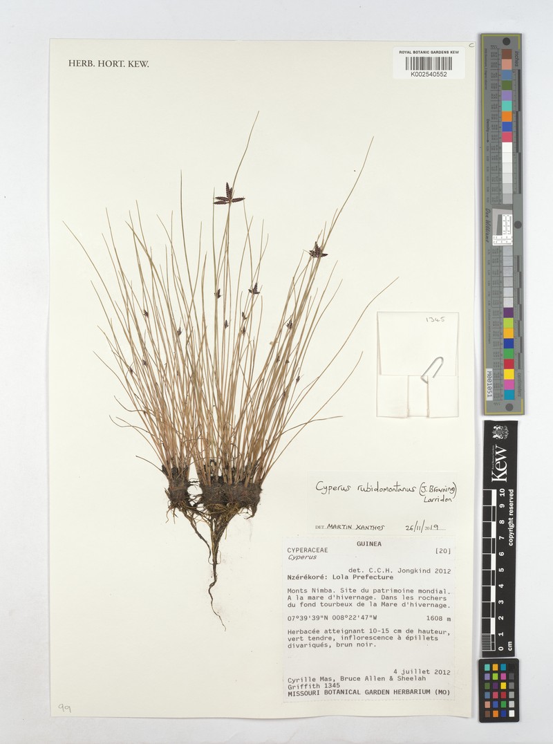 Cyperus rubidomontanus