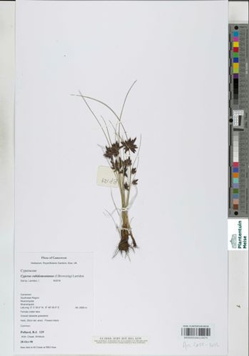 Cyperus rubidomontanus photo 2