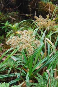 Cliffs Flatsedge