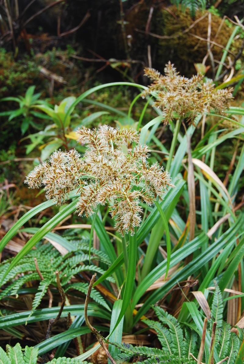 Cliffs Flatsedge
