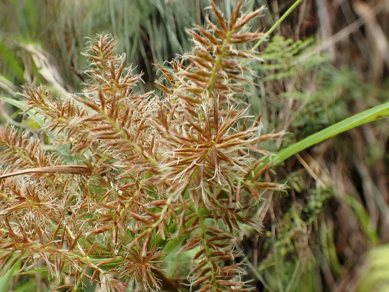 Cliffs Flatsedge photo 3