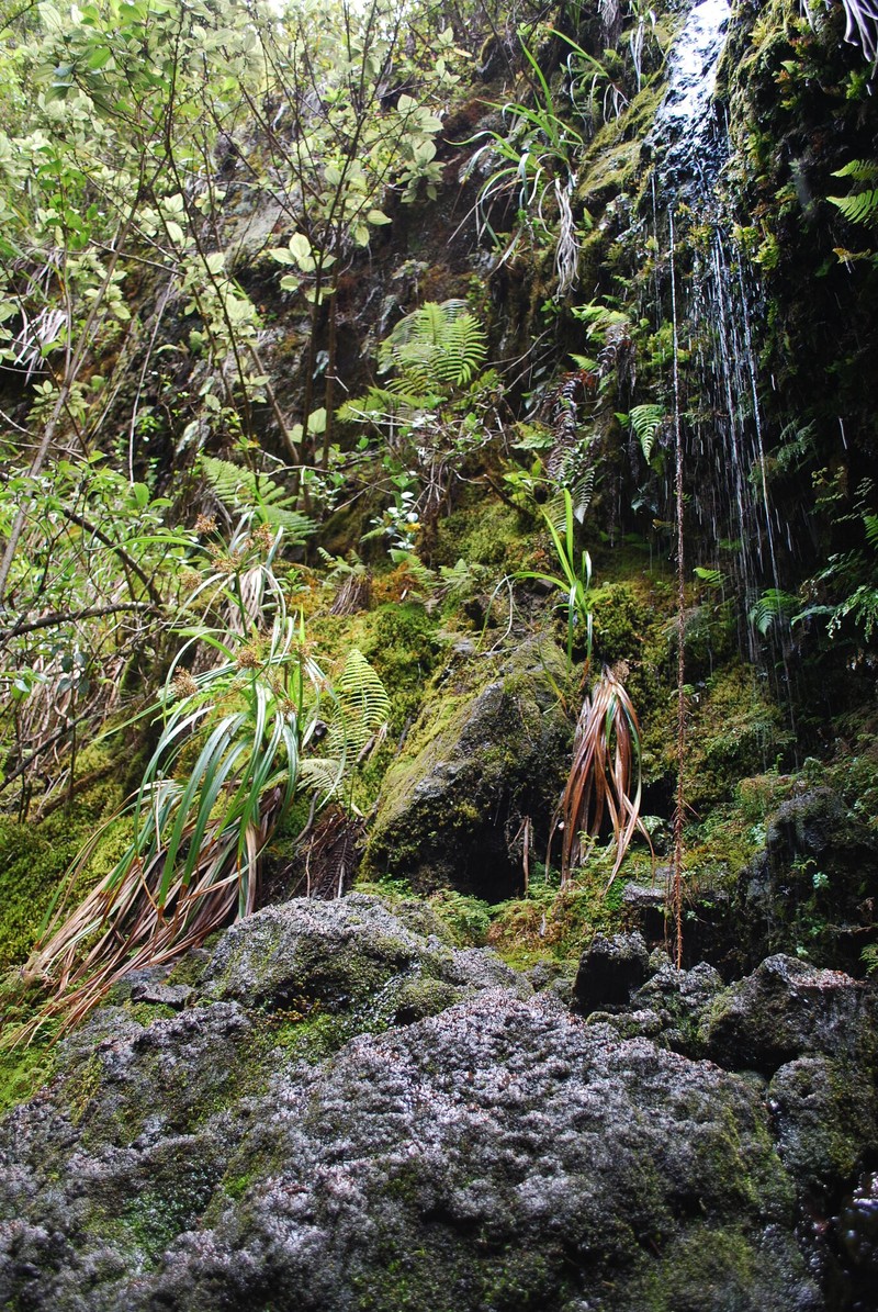 Cliffs Flatsedge photo 6