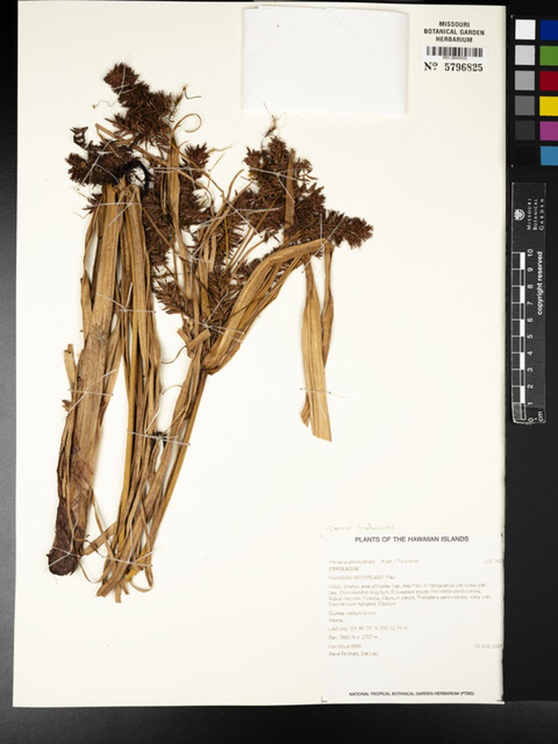 Cliffs Flatsedge photo 8