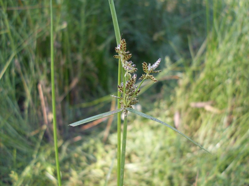 Purpleglume Flatsedge photo 2