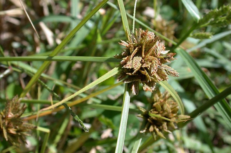 Purpleglume Flatsedge
