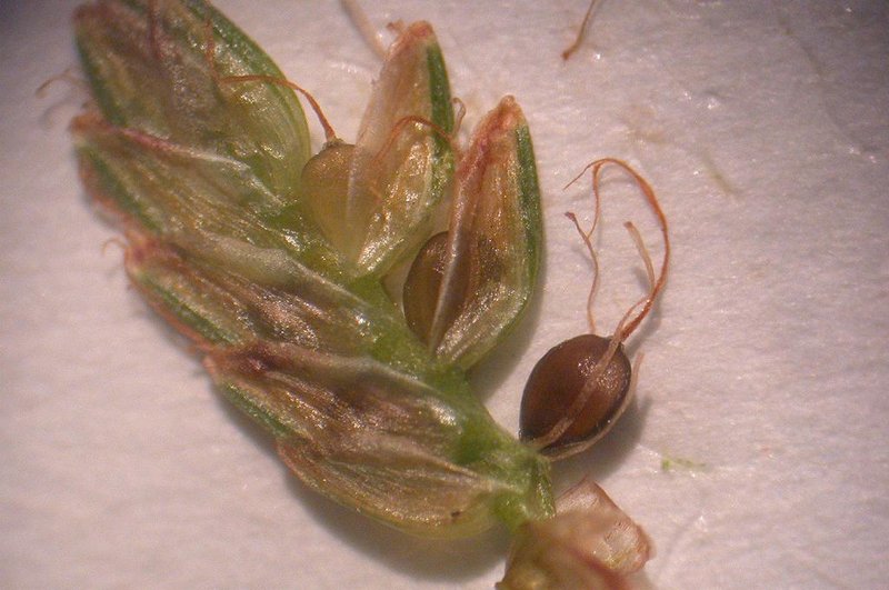Purpleglume Flatsedge photo 3