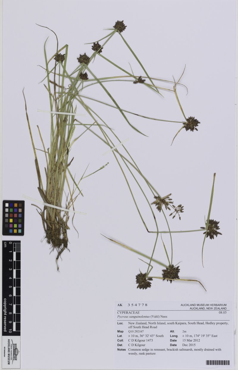 Purpleglume Flatsedge photo 4