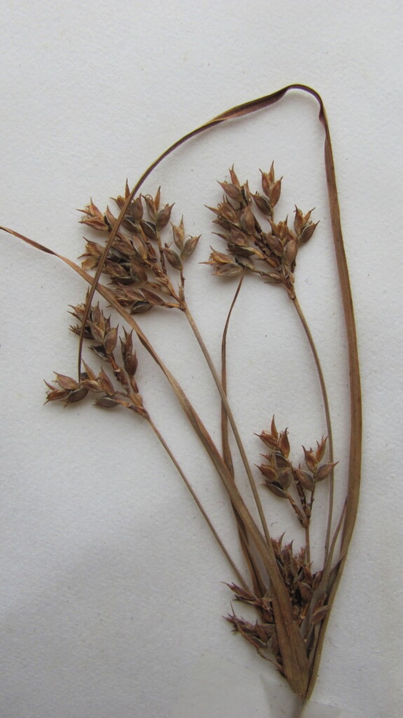 Schweinitz's Flatsedge