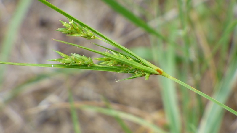 Schweinitz's Flatsedge photo 2