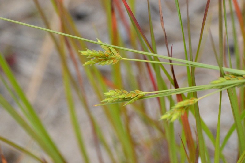 Schweinitz's Flatsedge photo 3