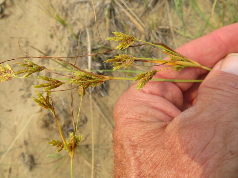 Schweinitz's Flatsedge photo 4
