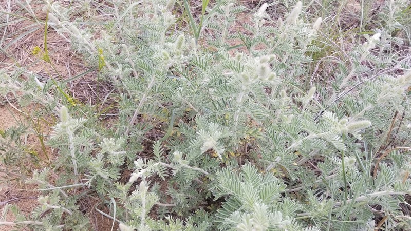 Schweinitz's Flatsedge photo 5