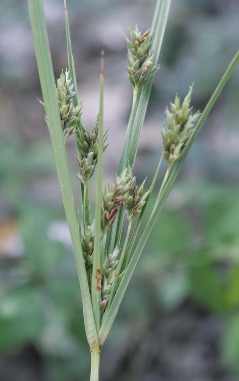 Schweinitz's Flatsedge photo 6