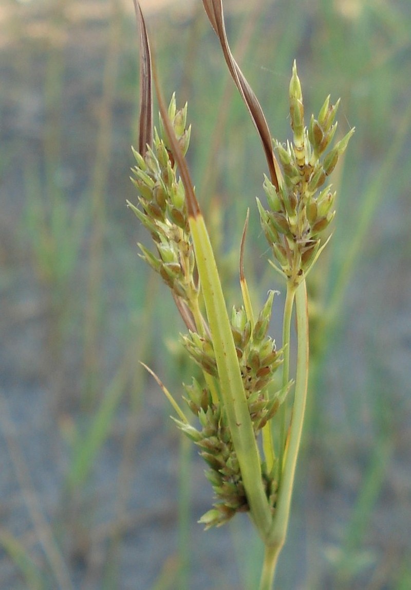 Schweinitz's Flatsedge photo 7