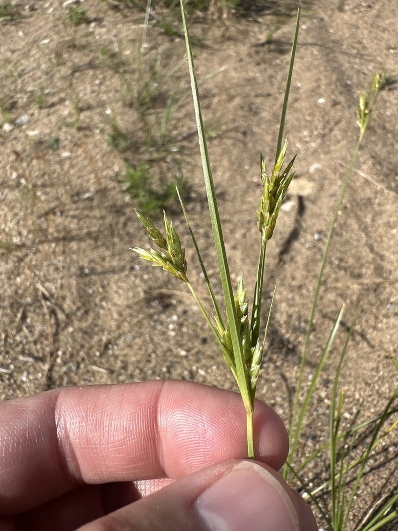 Schweinitz's Flatsedge photo 8