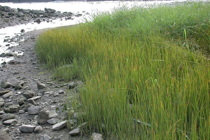 Tidalmarsh Flatsedge photo 3