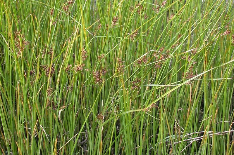 Tidalmarsh Flatsedge photo 4