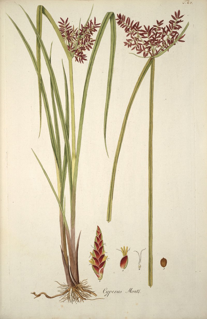Tidalmarsh Flatsedge