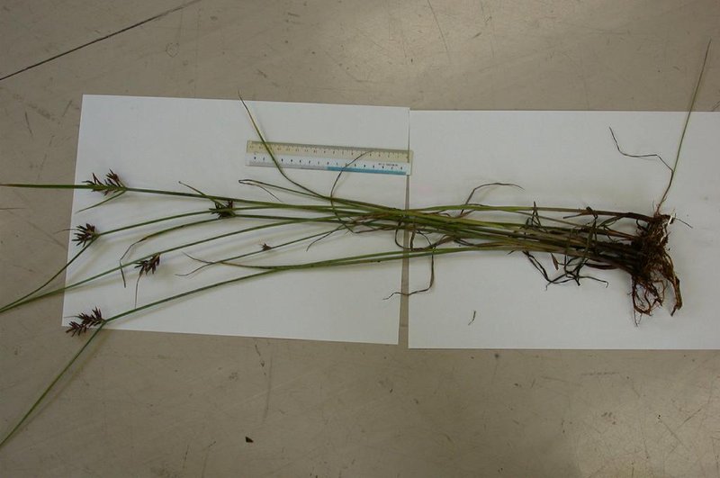 Tidalmarsh Flatsedge photo 5