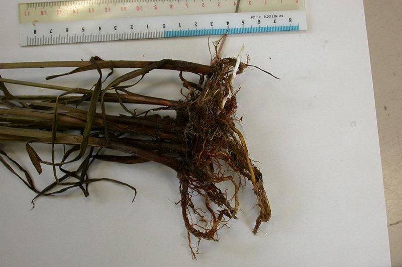 Tidalmarsh Flatsedge photo 6