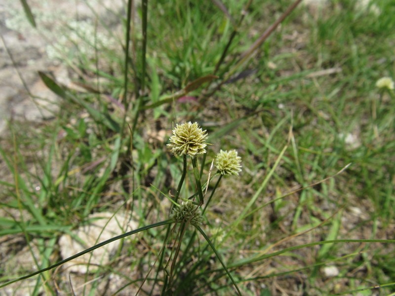 Texas Flatsedge
