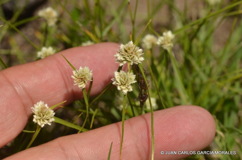 Texas Flatsedge photo 2