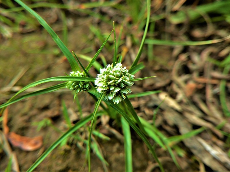 Texas Flatsedge photo 3