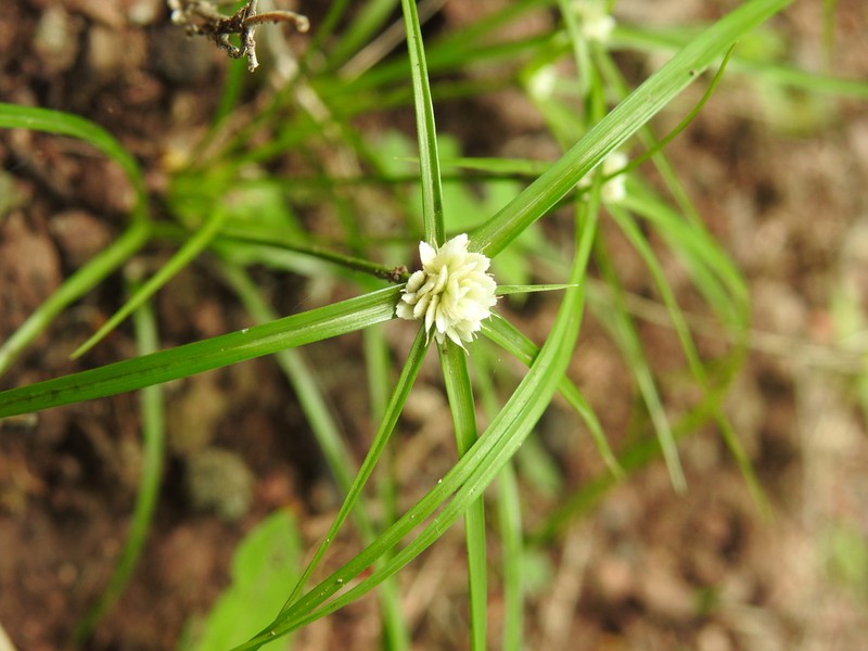 Texas Flatsedge photo 4