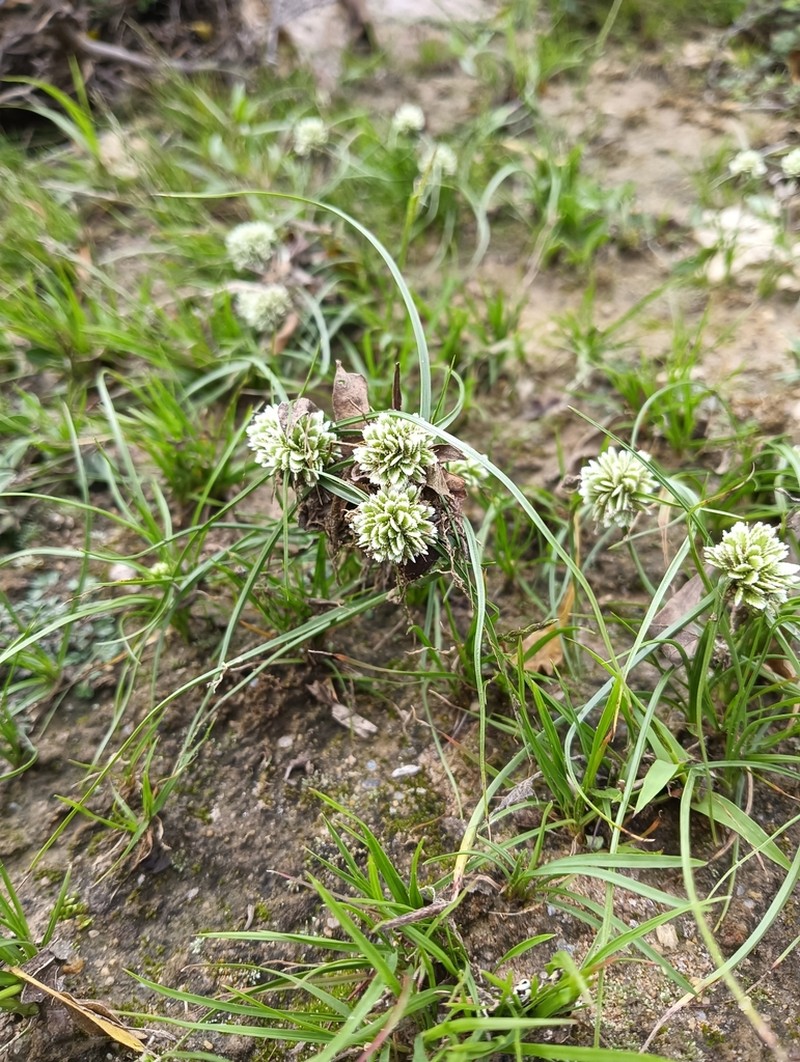Texas Flatsedge photo 5
