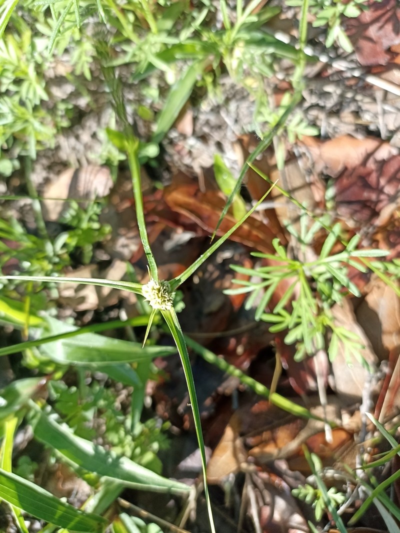 Texas Flatsedge photo 6