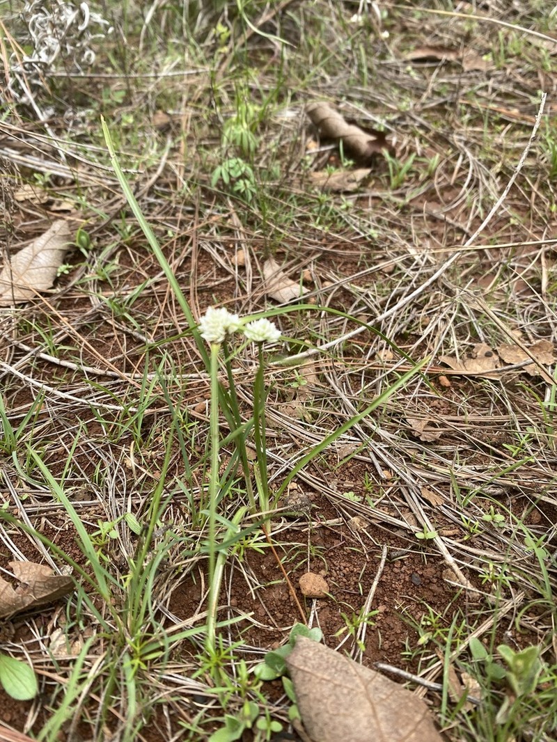 Texas Flatsedge photo 7