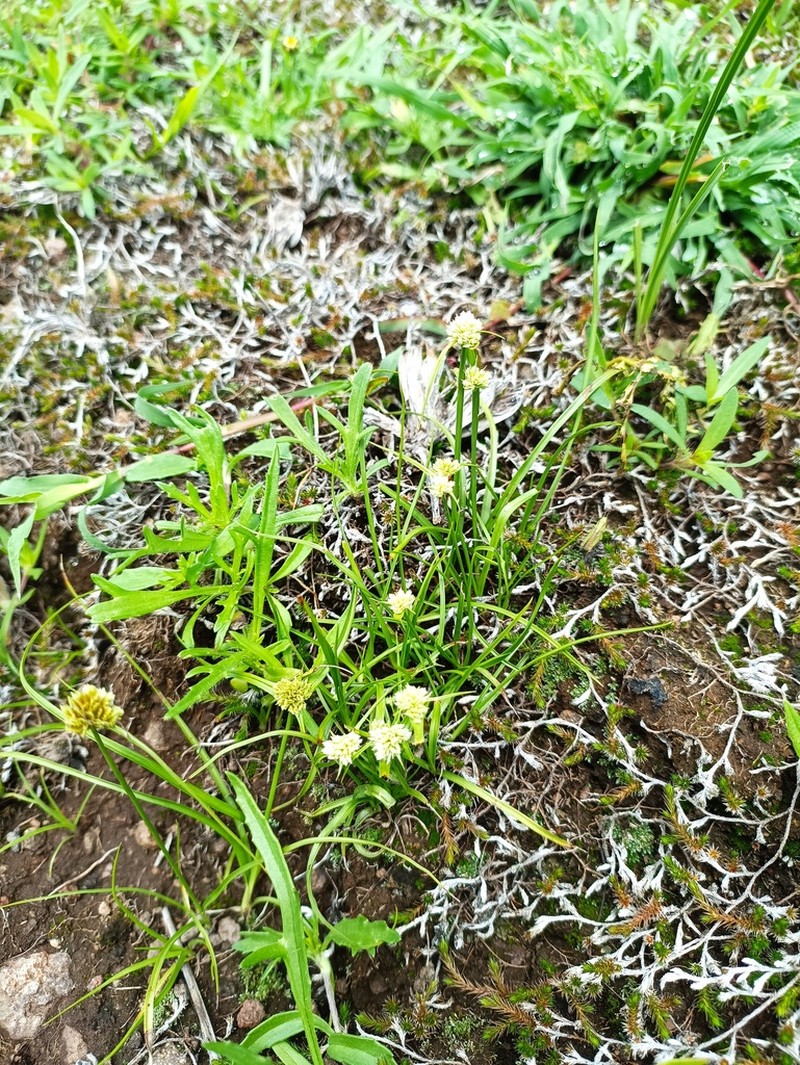 Texas Flatsedge photo 8