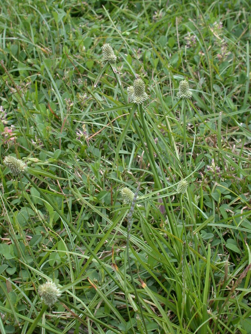 Cyperus sesquiflorus